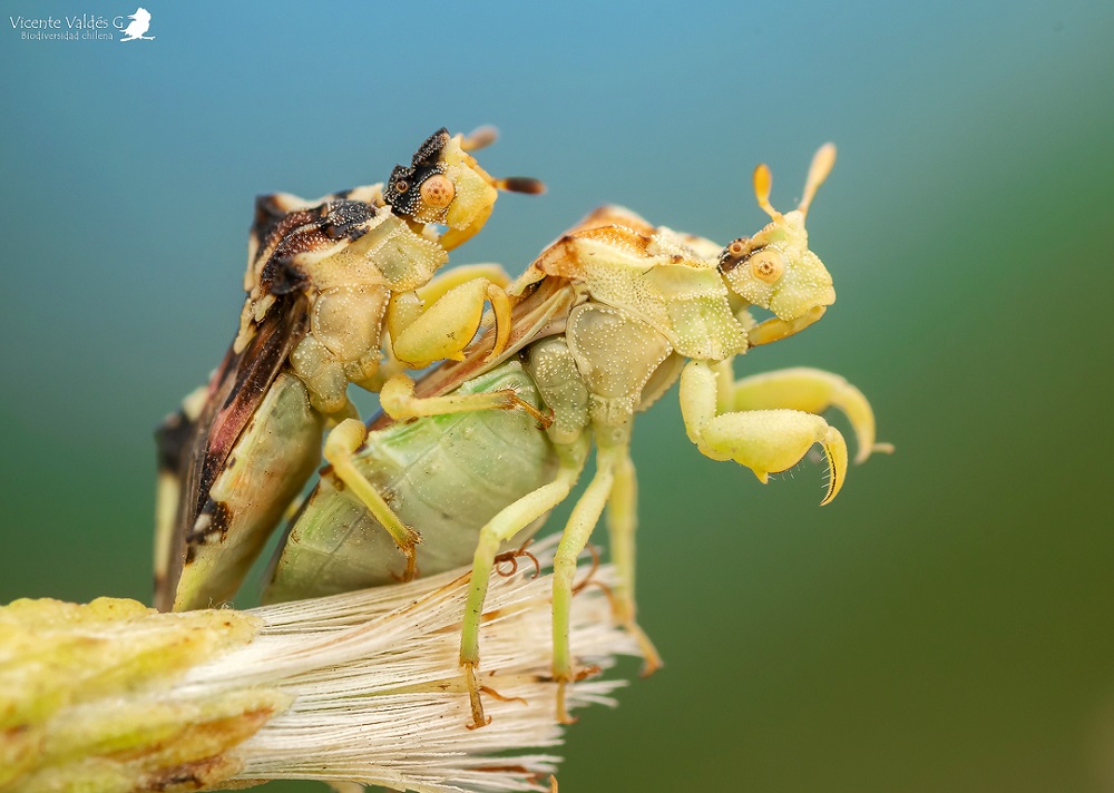 Chinche mantis (Phymata chilensis) ©Vicente Valdés