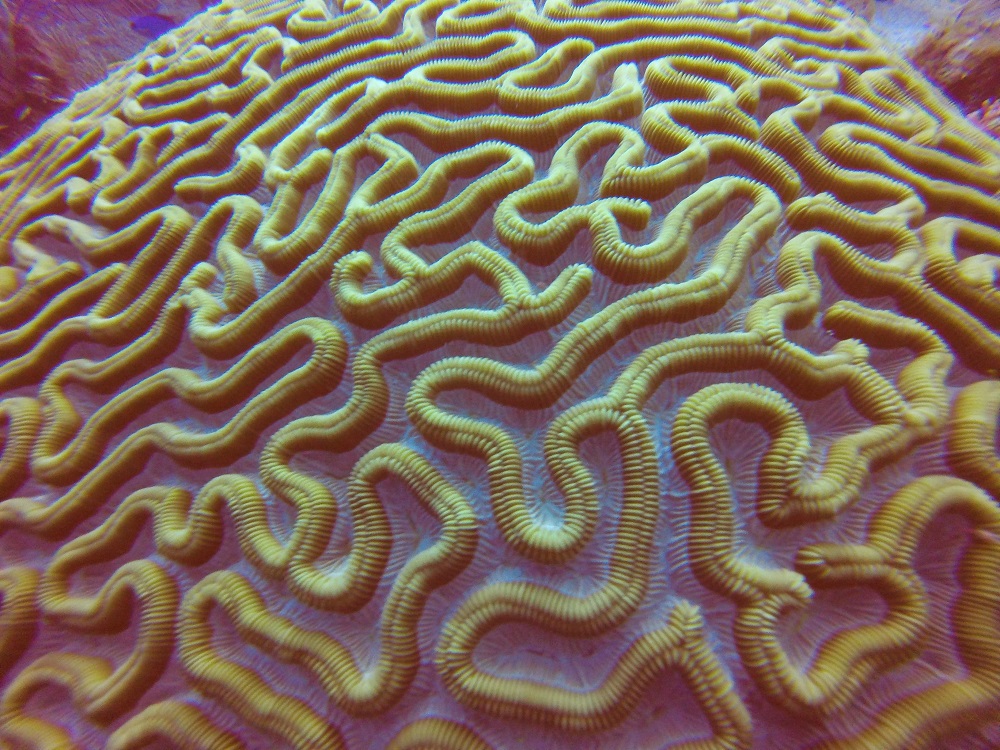 Coral Colpophyllia natans sano ©Bernardita Leria