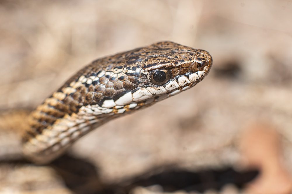 El desafío para coexistir con la serpiente de cola larga: el reptil único de Chile que es víctima de accidentes, ataques y maltratos
