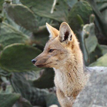 La riesgosa interacción entre perros y zorros en Chile, revelada por cámaras trampa