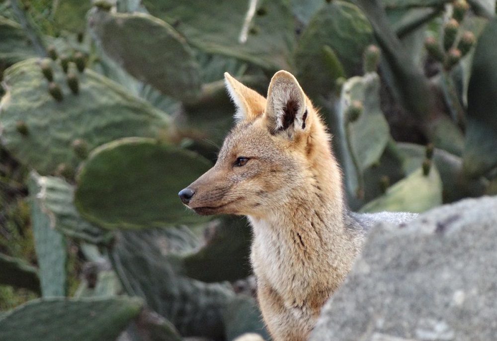 La riesgosa interacción entre perros y zorros en Chile, revelada por cámaras trampa