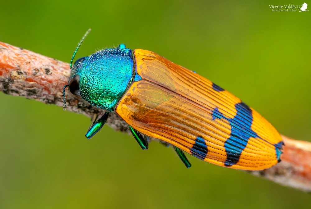 Escarabajo joya de Fisher (Conognatha azarae fisheri) ©Vicente Valdés