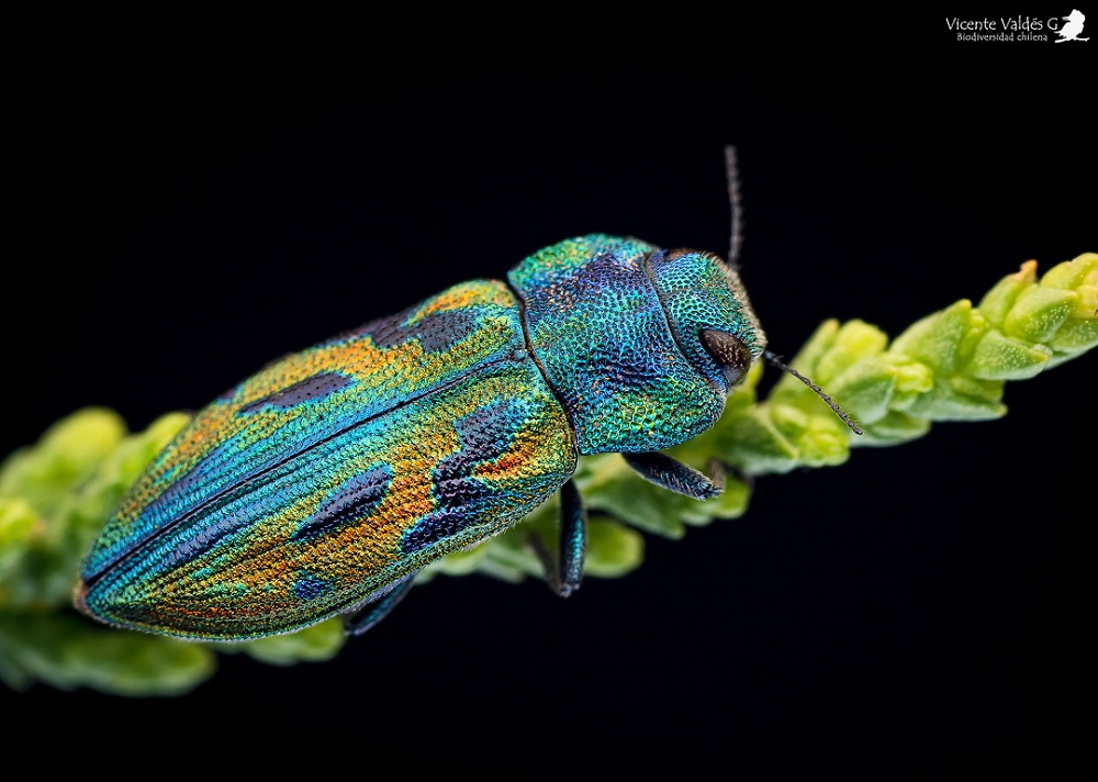 Escarabajo joya (Trigonogenium biforme) ©Vicente Valdés