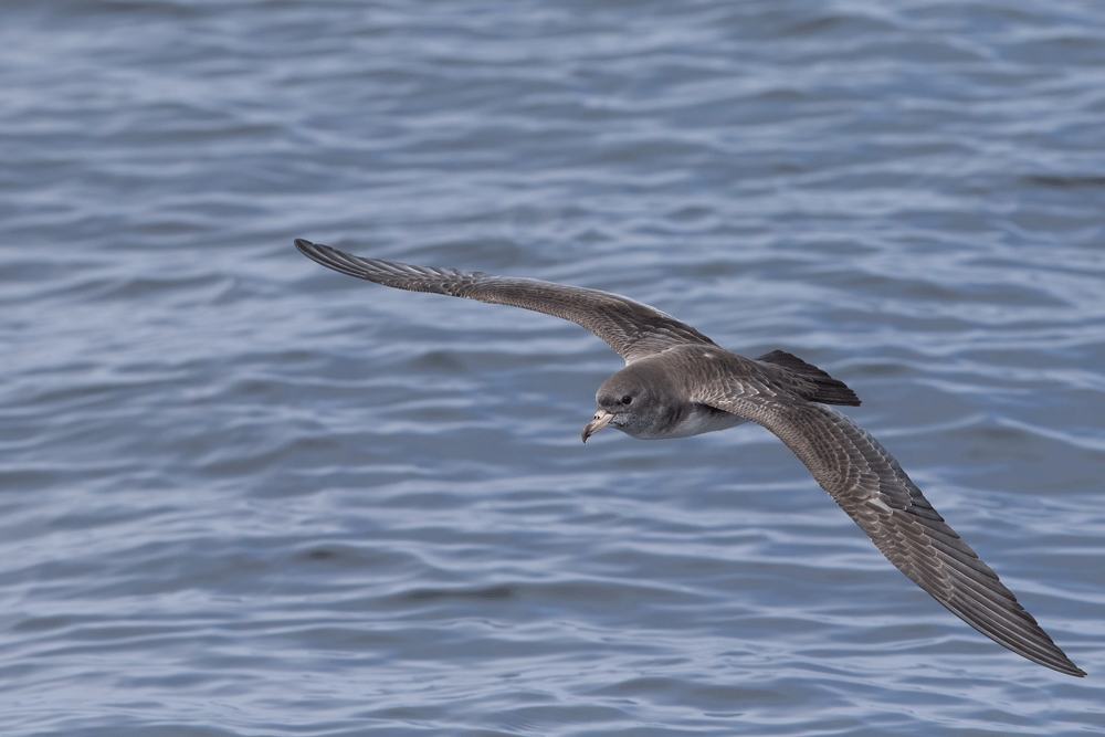 Fardela blanca, Valparaíso, Chile @Fernando Díaz/ Albatross Birding