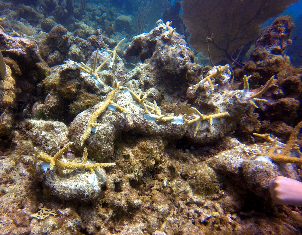 Fragmentos de coral recién trasplantados ©Bernardita Leria