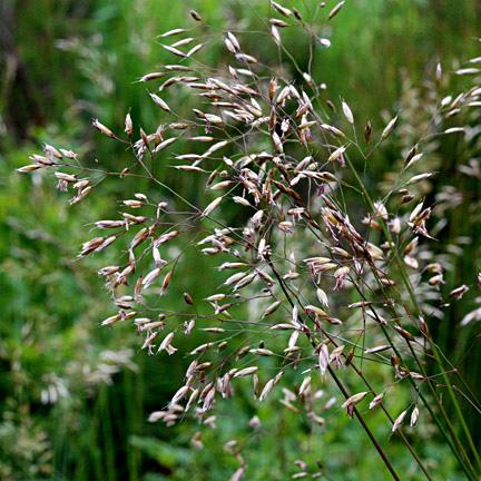 Heno (Aira caryophyllea) / Garden manage