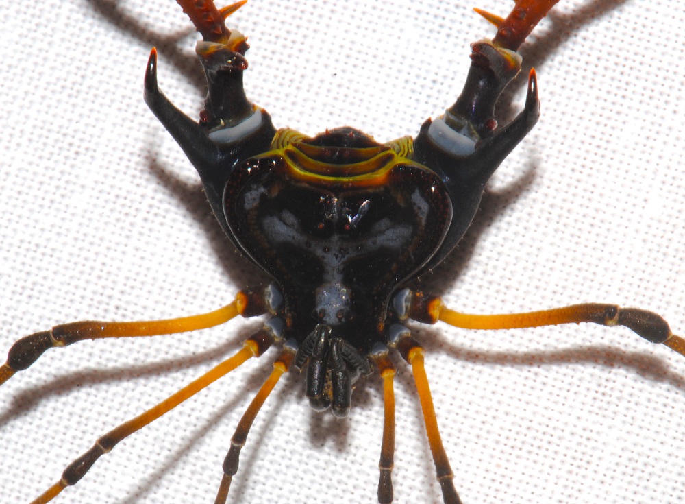 Fig. 2 Los opiliones son uno de los tantos grupos de organismos que requieren mayores estudios. En la foto, un macho del género Sadocus (Gonyleptidae) endémico de los bosques del sur de Chile ©Darko Cotoras