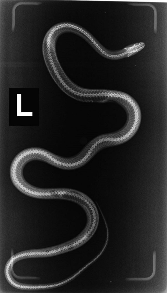 Radiografía de serpiente de cola larga (Philodryas chamissonis) para examen clínico completo ©Nicole Sallaberry / UFAS