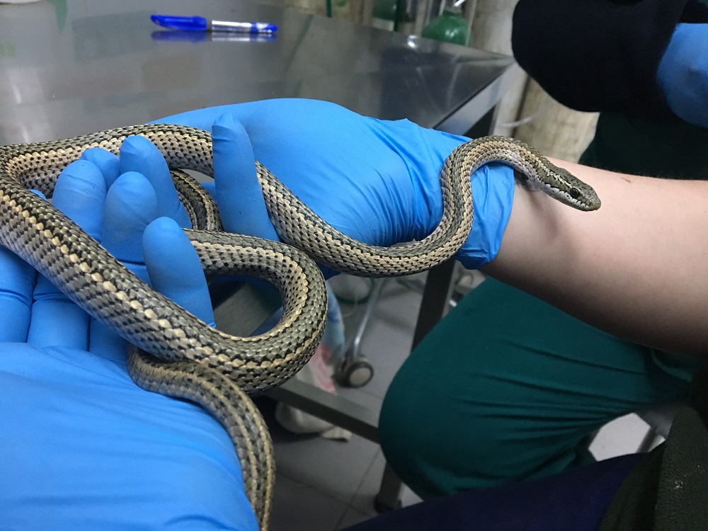 Serpiente de cola larga (Philodryas chamissonis) en centro de rehabilitación UFAS ©Ariela Cultrera / UFAS
