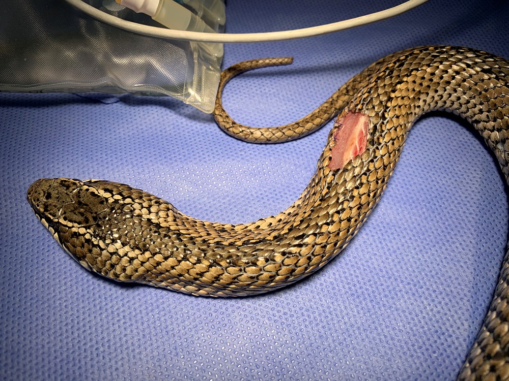 Serpiente de cola larga (Philodryas chamissonis) en centro de rehabilitación UFAS ©Ariela Cultrera / UFAS