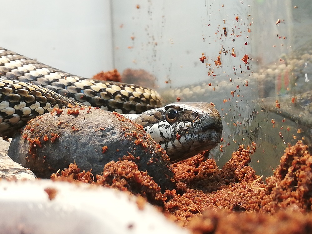 Serpiente de cola larga (Philodryas chamissonis) en centro de rehabilitación UFAS ©Carolina Sánchez / UFAS