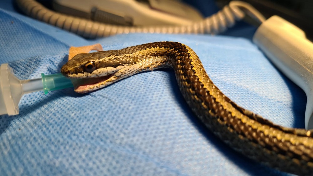 Serpiente de cola larga (Philodryas chamissonis) en centro de rescate del Zoológico Nacional ©Parquemet