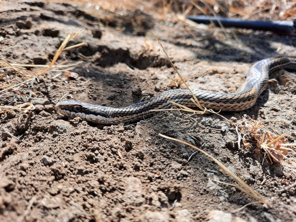 Serpiente de cola larga (Philodryas chamissonis) en centro de rescate del Zoológico Nacional ©Parquemet