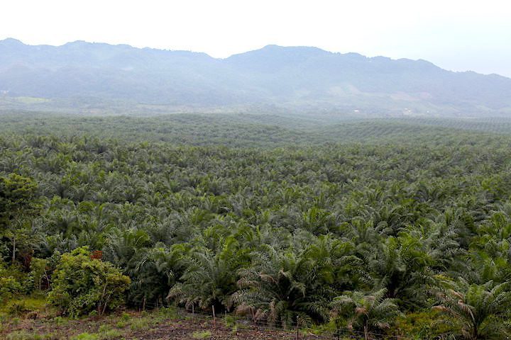 Guatemala: Expansión de cultivos de palma africana atentan contra ecosistemas y biodiversidad, advierten organizaciones no gubernamentales