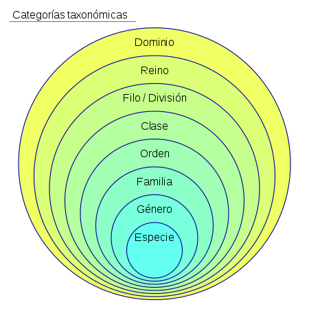 Categorías taxonómicas que sirven de guía a los científicos para clasficiar especies. Crédito: Wikipedia