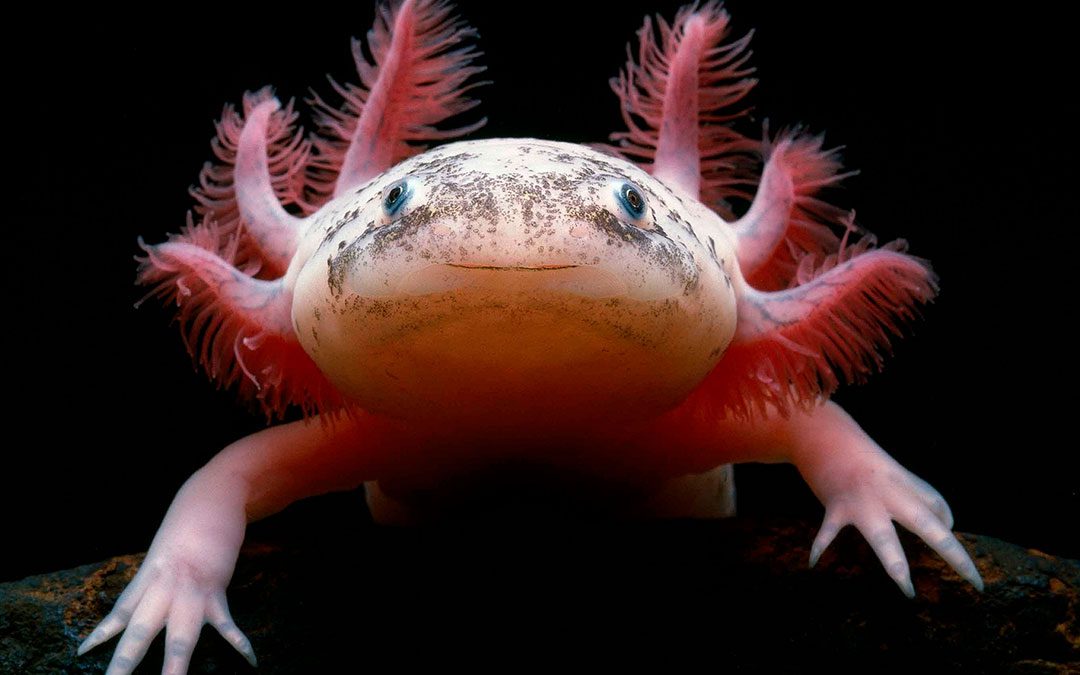 México: ¿Axolote, Ajolote? Conoce este extraño anfibio que habita en las profundidades de ríos y canales