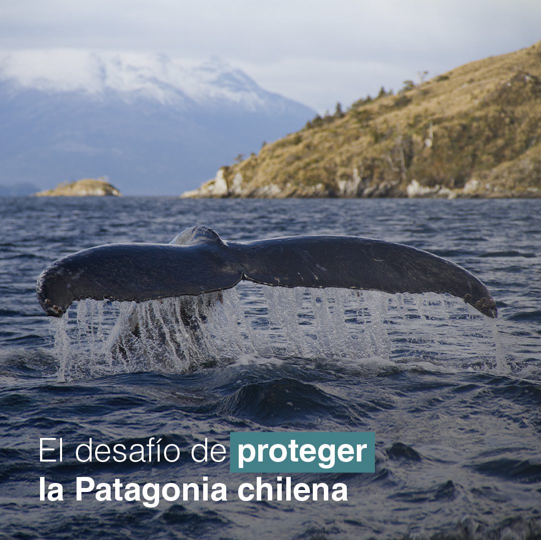 Encuentro reunirá a candidatos a gobernadores para conocer sus ideas sobre la conservación de la Patagonia chilena