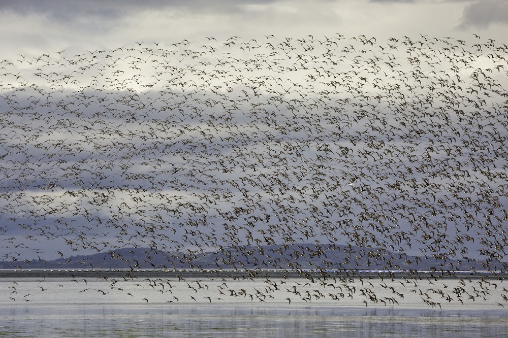 Bandada de aves migratorias ©Marcelo Flores