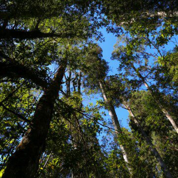 Lanzan proyecto «+ Bosques» para la gestión sustentable de más de 25 mil hectáreas de bosque nativo en Chile