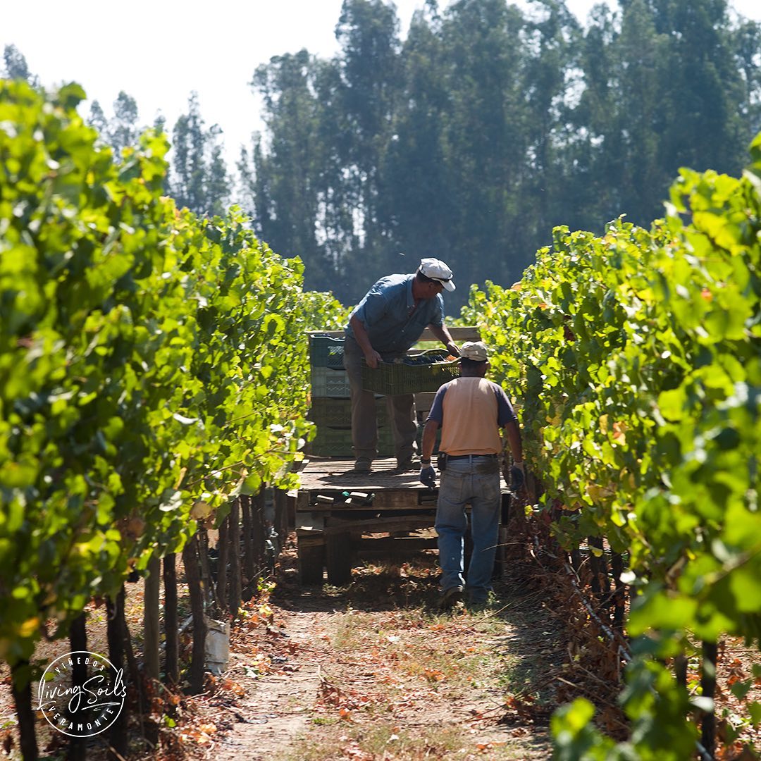 La apuesta por un suelo vivo en la producción de vino orgánico