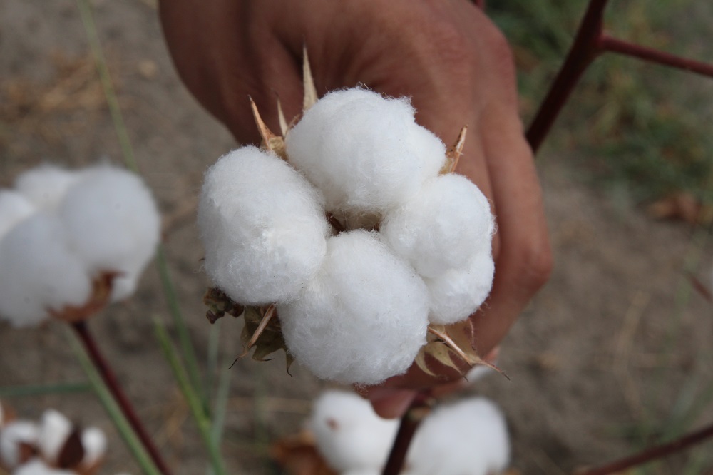 Cultivo de algodón latinoamericano en Colombia ©Proyecto +Algodón / Aurelie Duray