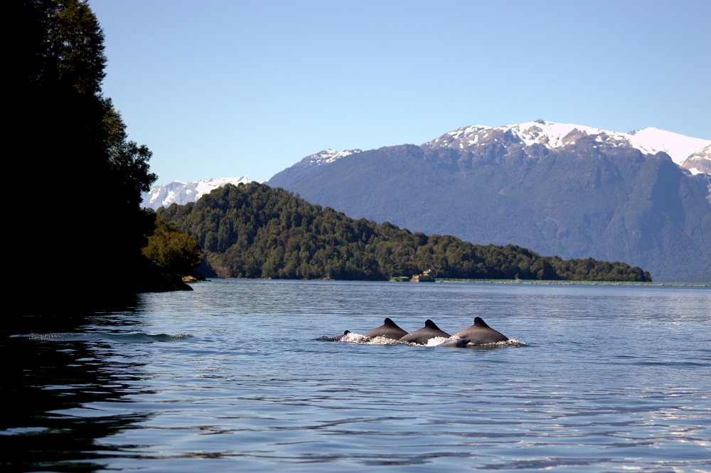 Delfín chileno ©Cayetano Espinosa / WWF