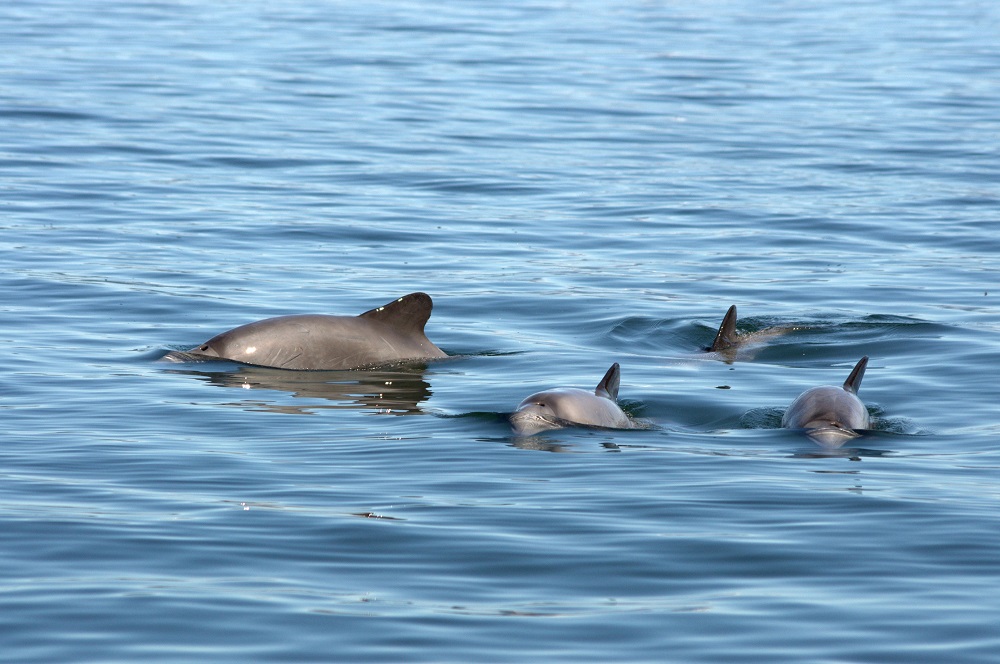 Delfín chileno ©Cayetano Espinosa / WWF