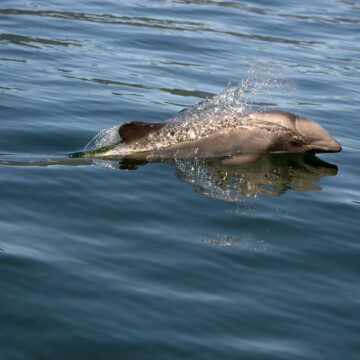 El desafío de proteger al delfín chileno: estudio estima las amenazas y el estado de esta especie en la Patagonia Norte