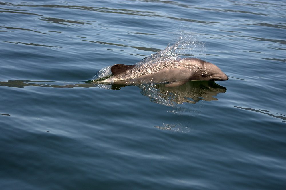 El desafío de proteger al delfín chileno: estudio estima las amenazas y el estado de esta especie en la Patagonia Norte
