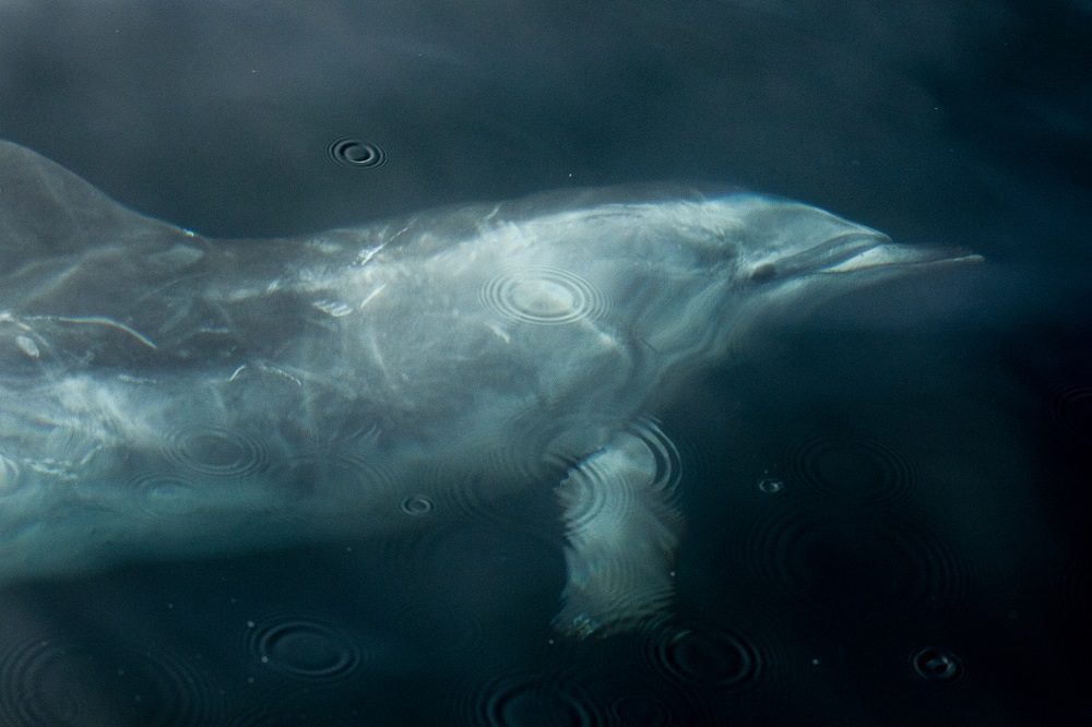 Alertan sobre los efectos que puede provocar el turismo en los delfines que viven entre Punta de Choros y Chañaral de Aceituno