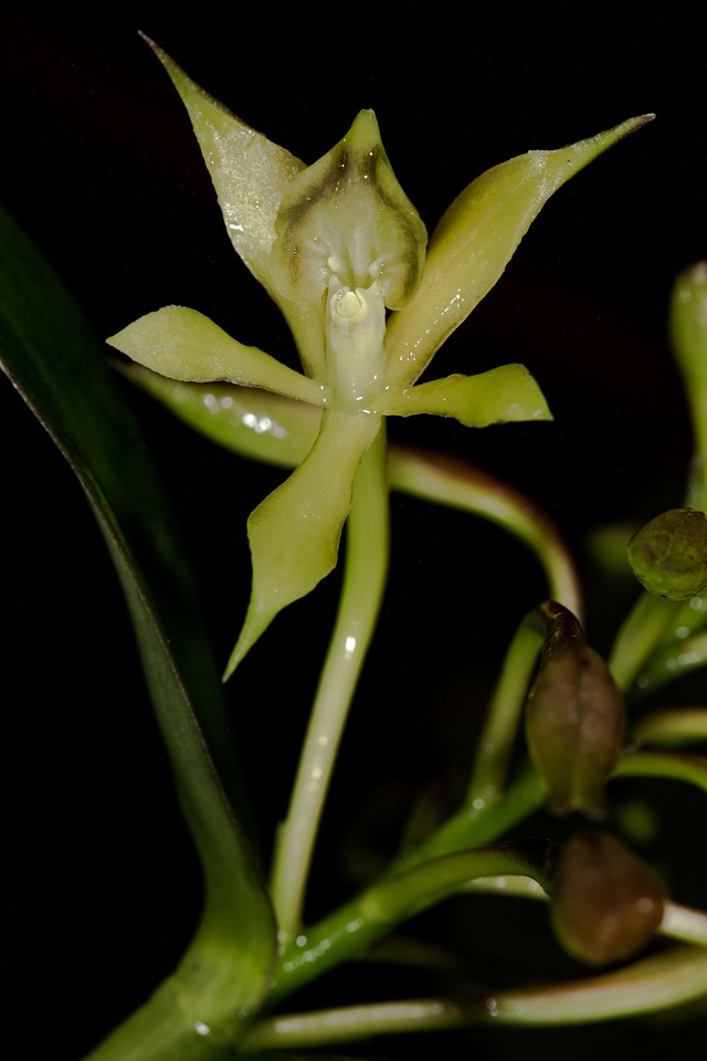 Un especímen de Epidendrum acuminatisepalum, llamada así por sus sépalos agudos en sus partes terminales. Crédito: PNN Colombia.