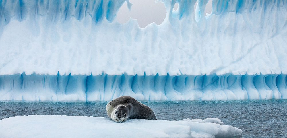 “Antártica, el continente del agua”: maravíllate con la exposición fotográfica virtual de Andel Paulmann