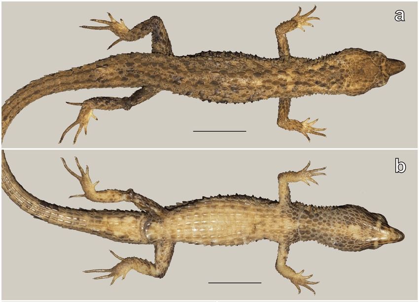 El reptil tiene 8,5 centímetros de longitud (5 cm mide el cuerpo y la cola unos 3,5 cm). Crédito: Fernando J. M. Rojas-Runjaic.