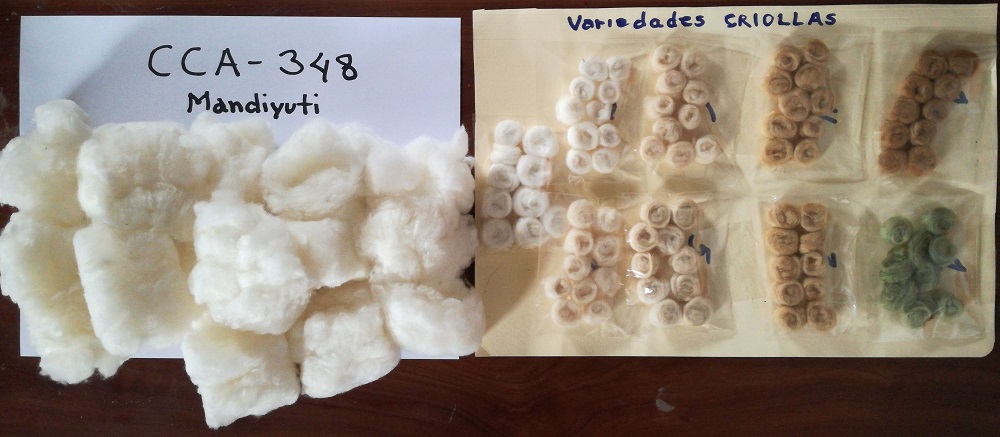 Mandiyuti y variedades criollas de algodón en Bolivia ©Proyecto +Algodón Bolivia