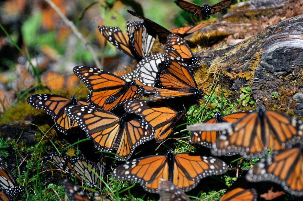 Mariposas monarca en México. Crédito: © Bárbara Tupper