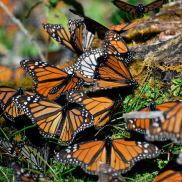 México: Mariposas Monarca, las mágicas viajeras cuya población disminuyó un 26% en santuarios del país