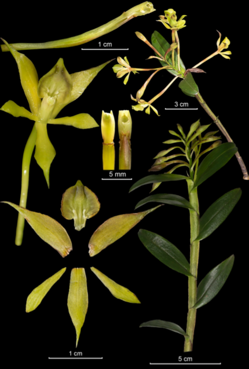 Un especímen de Epidendrum acuminatisepalum, llamada así por sus sépalos son agudos en sus partes terminales. Crédito: Icones Orchidacearum. The Genus Epidendrum part 14 fascicle 18(1), Species new & Old in Epidendrum