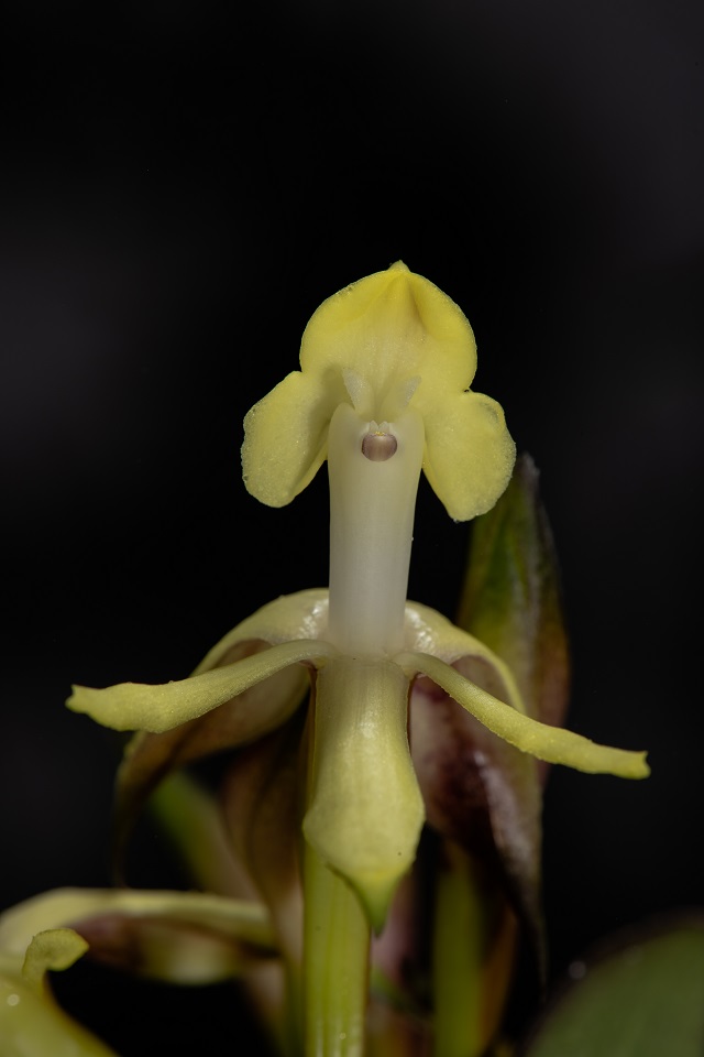 La epidendrum aurimurinus en floración. Llamada así porque que una parte de la flor parece a las orejas de un ratón. Crédito: Parques Nacionales de Colombia.