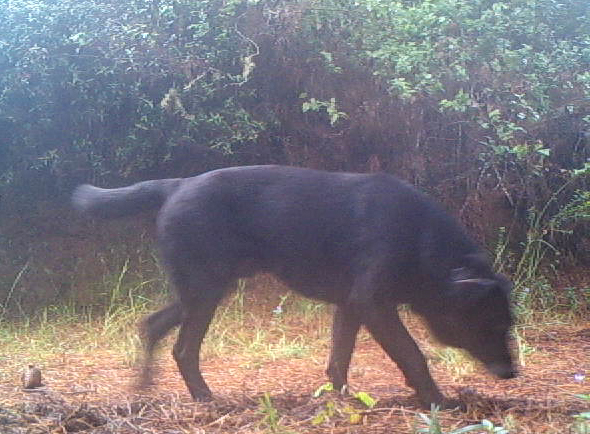 Registro de perro doméstico (Canis familiaris), en una cámara trampa a 10 m de la que registró la Guiña. Créditos: ©️ @vidasilvestre.inv y @montaraz.naturaleza