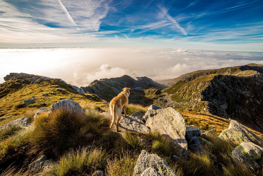 Perro en montaña ©Referencial/Pexels