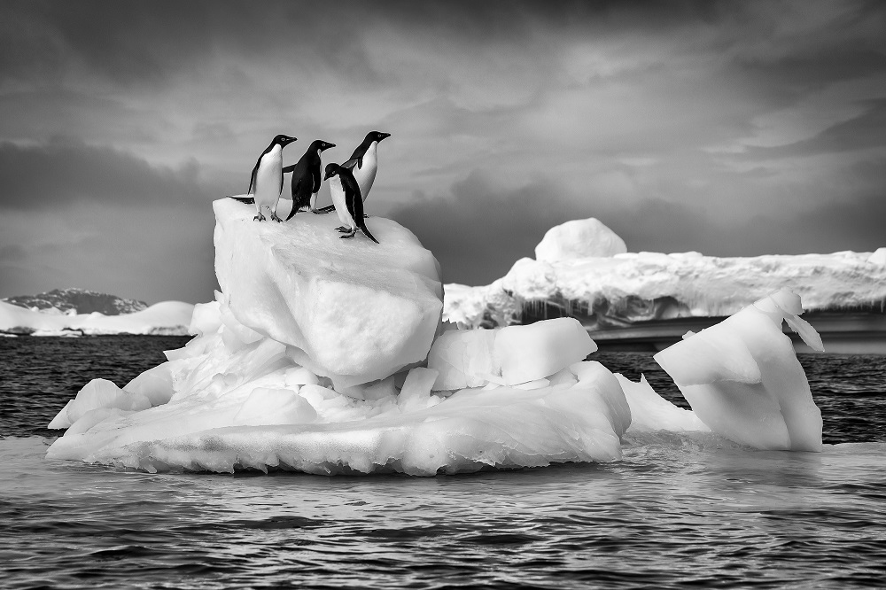 Pingüinos Adelia en islas Yalour ©Andel Paulmann