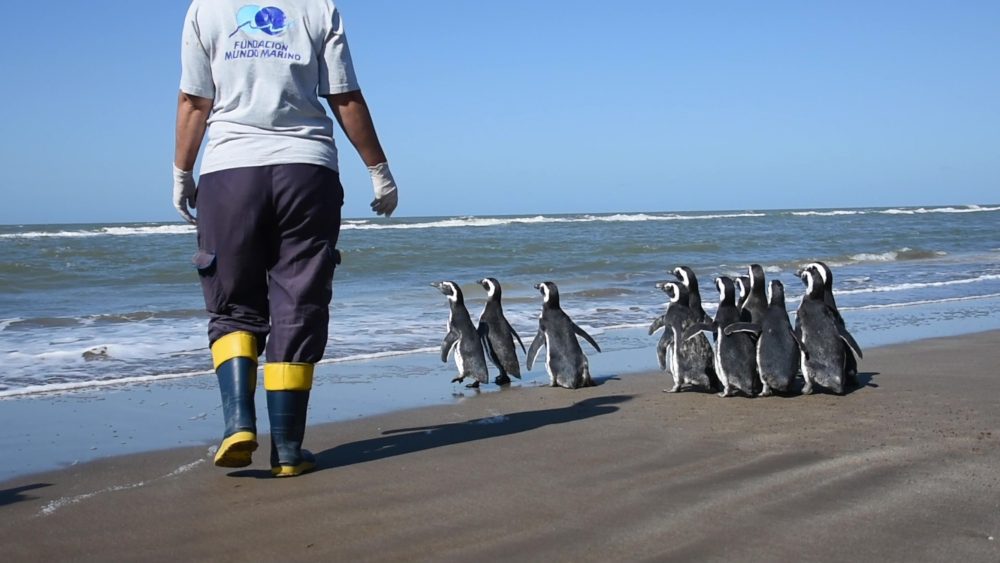 Argentina: Liberan y devuelven a su hábitat a 12 pingüinos magallánicos tras superar desnutrición y anemia