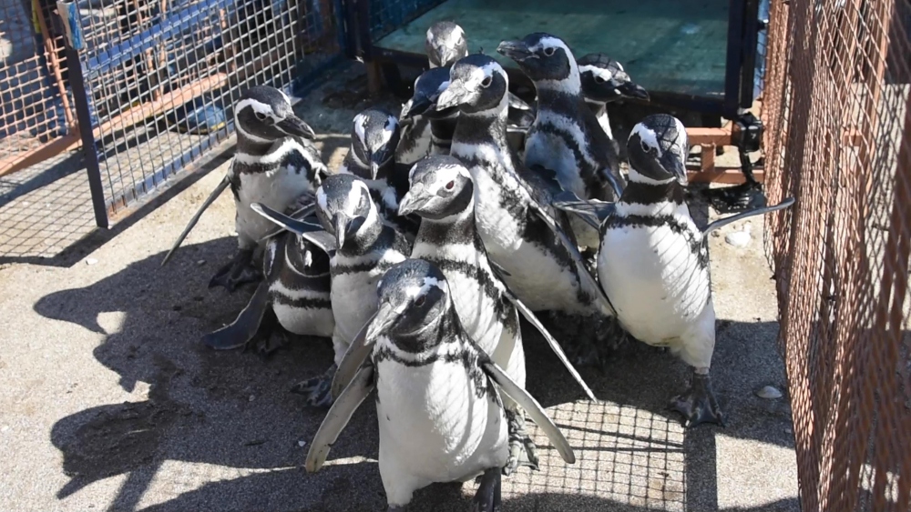 Los pingüinos de Magallanes (Spheniscus magellanicus) se encuentra en estado de “preocupación menor” según la Unión Internacional para la Conservación de la Naturaleza (UICN). Crédito: Mundo Marino