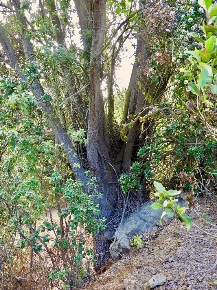 Naranjillo, belloto y tayú del norte: los árboles amenazados por la carretera F20 que resisten en Puchuncaví