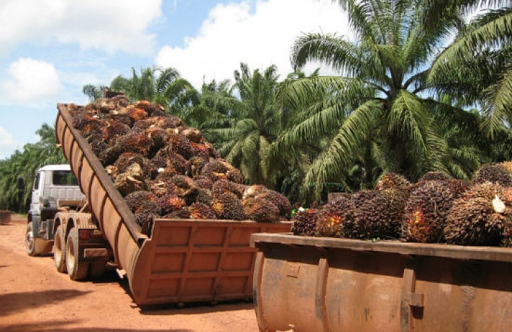 El fruto de la palma africana antes de ser procesado para la extracción de aceite. Crédito: María Saravia.
