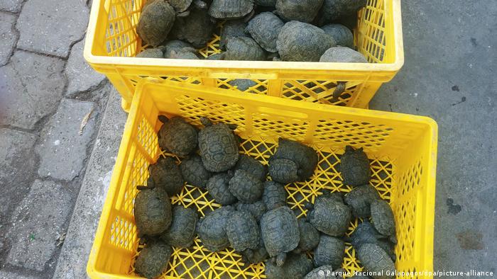 185 ejemplares de tortuga gigante de Los Galápagos fueron incautadas a un policía cuando se disponía a sacarlas de su hábitat el pasado 29 de marzo. Cortesía: Parque Nacional Galápagos