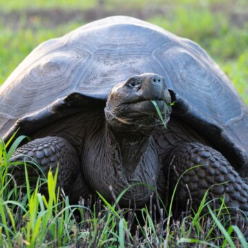 Ecuador: Rescatan del tráfico a 185 ejemplares de tortuga gigante de Los Galápagos
