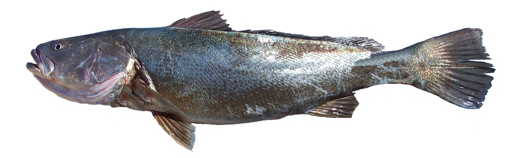 El pez totoaba macdonaldi, llamado también la cocaína del mar, por ser muy costoso en el mercado chino. La pesca con redes es la principal causante en la muerte de la vaquita marina. Crédito: mexicoambiental.com