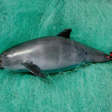 México abandona la protección de un área libre de pesca y condena a la vaquita marina a su extinción