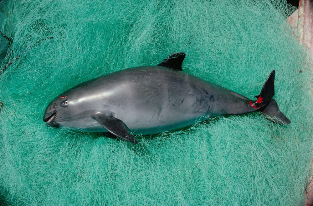 México abandona la protección de un área libre de pesca y condena a la vaquita marina a su extinción